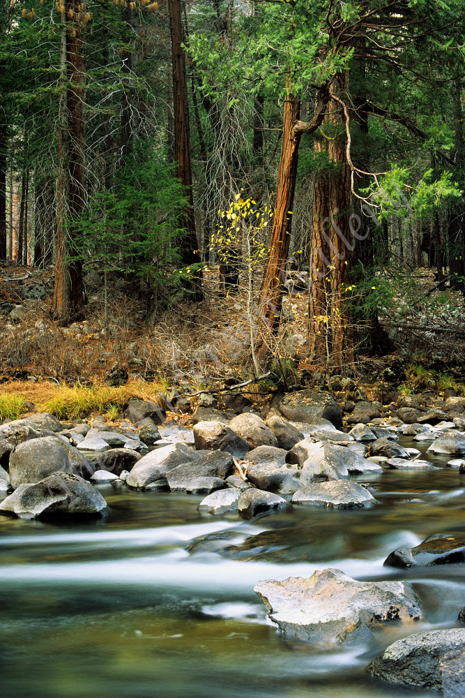 Merced River And Forest, Yosemite Valley, December  Photography Art | theandersongallery