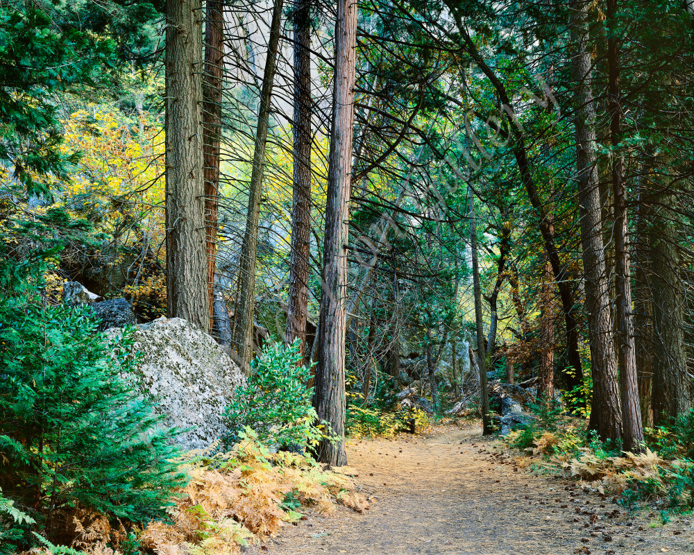 Autumn Trail, Yosemite Valley Photography Art | theandersongallery