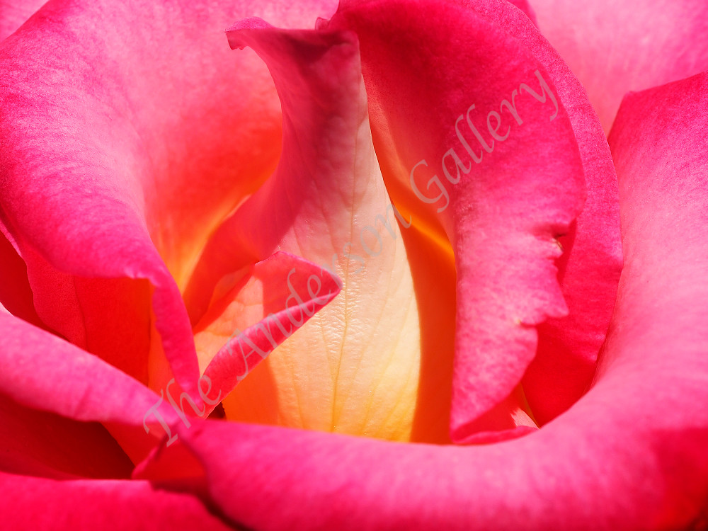 rose, extreme abstract close up