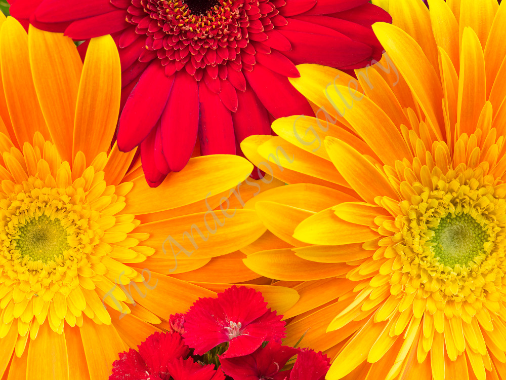 Red And Gold Photography Art | theandersongallery