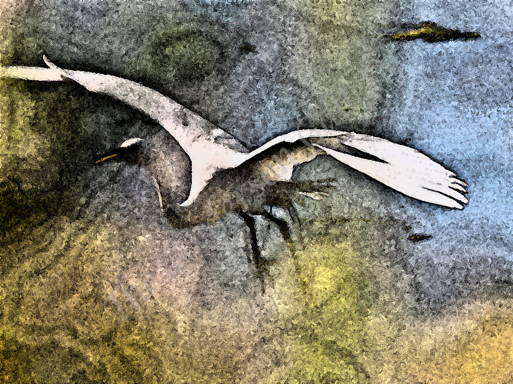 Egret Flight Altered State Photography Art | theandersongallery