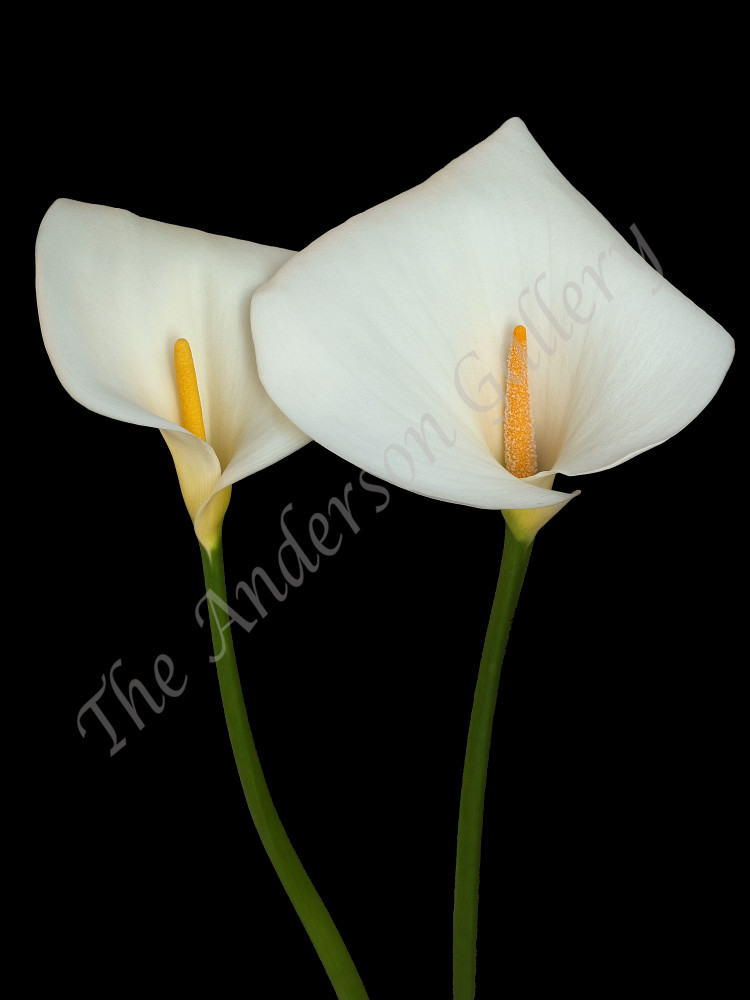 Calla Lily, lillies, flowers