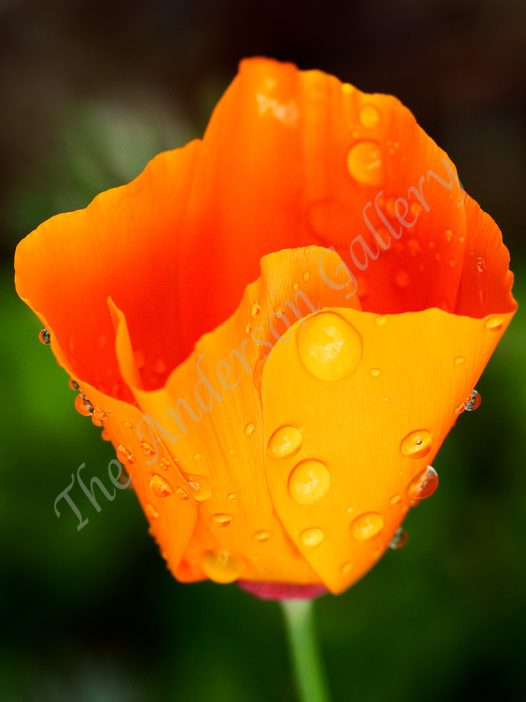 California Poppy After The Rain Photography Art | theandersongallery