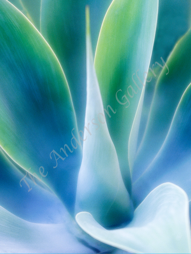 Soft Aloe Photography Art | theandersongallery