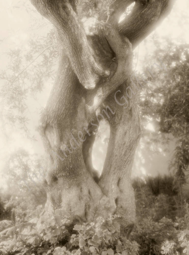 Trees Embrace, Sepia Photography Art | theandersongallery