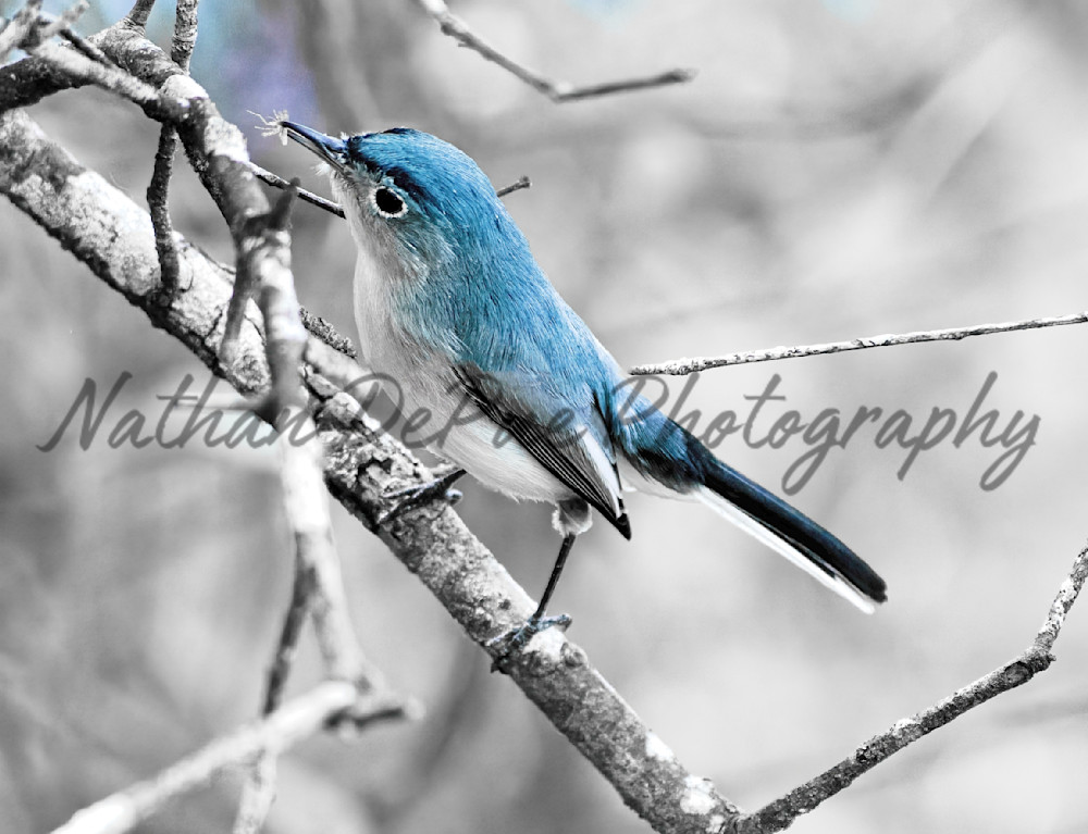 Bug Catcher Art | Nathan DePue Photography