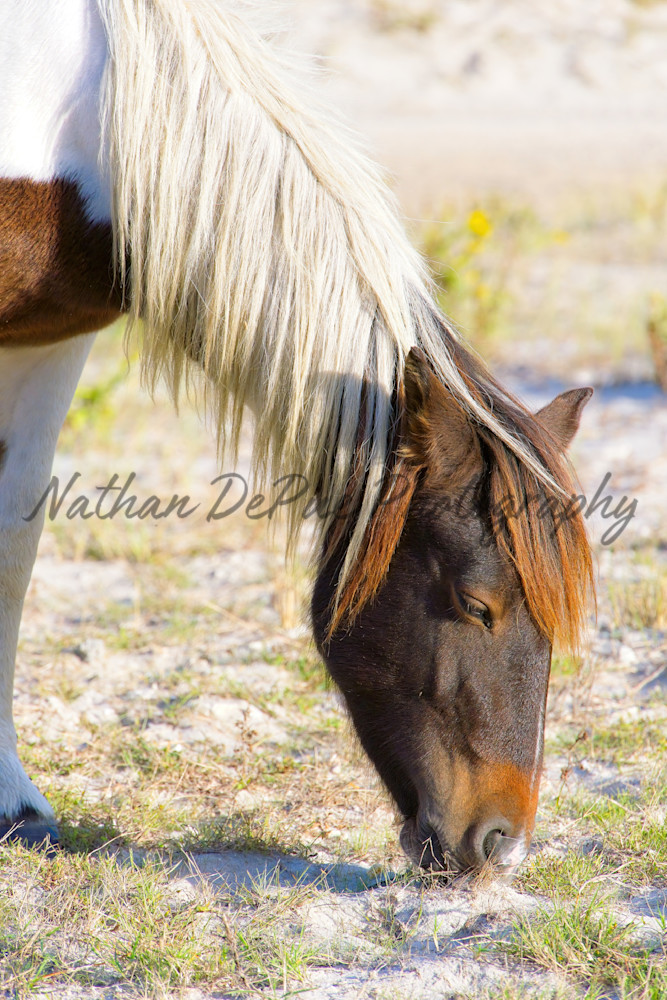 Grazing Art | Nathan DePue Photography