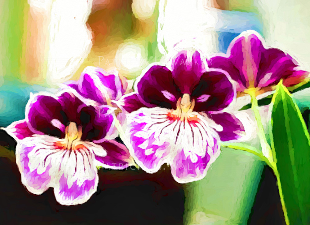 Orchid Twins