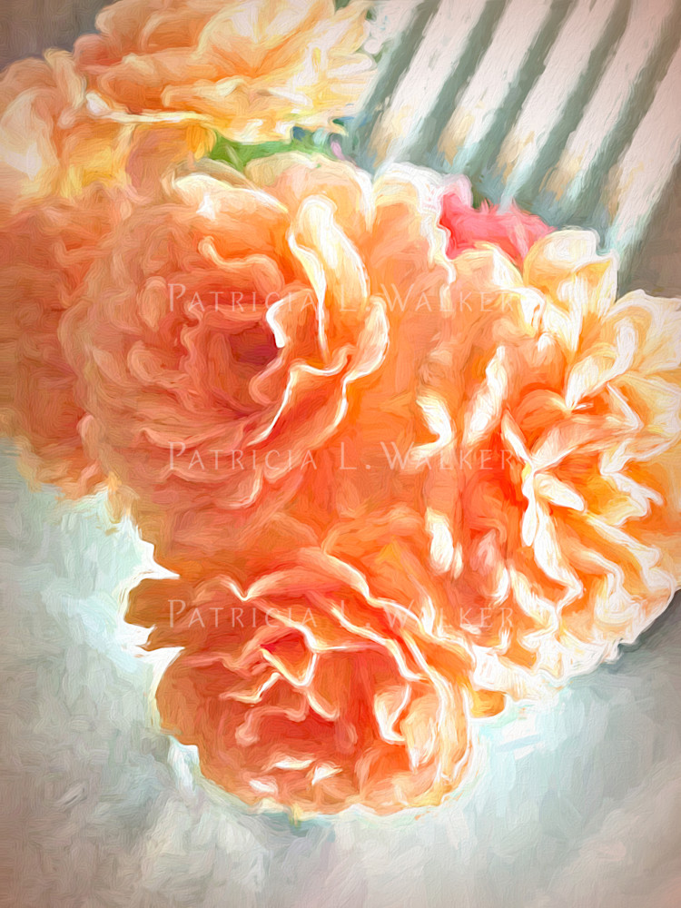 Roses in Apricot