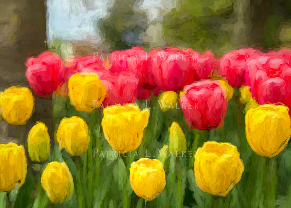 Tulips Under the Tree