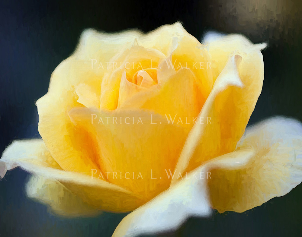 Yellow Rose for Mickey