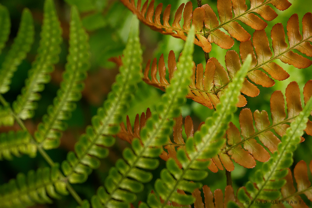 fern plants, fern leaves, fern plants, fern leaves,