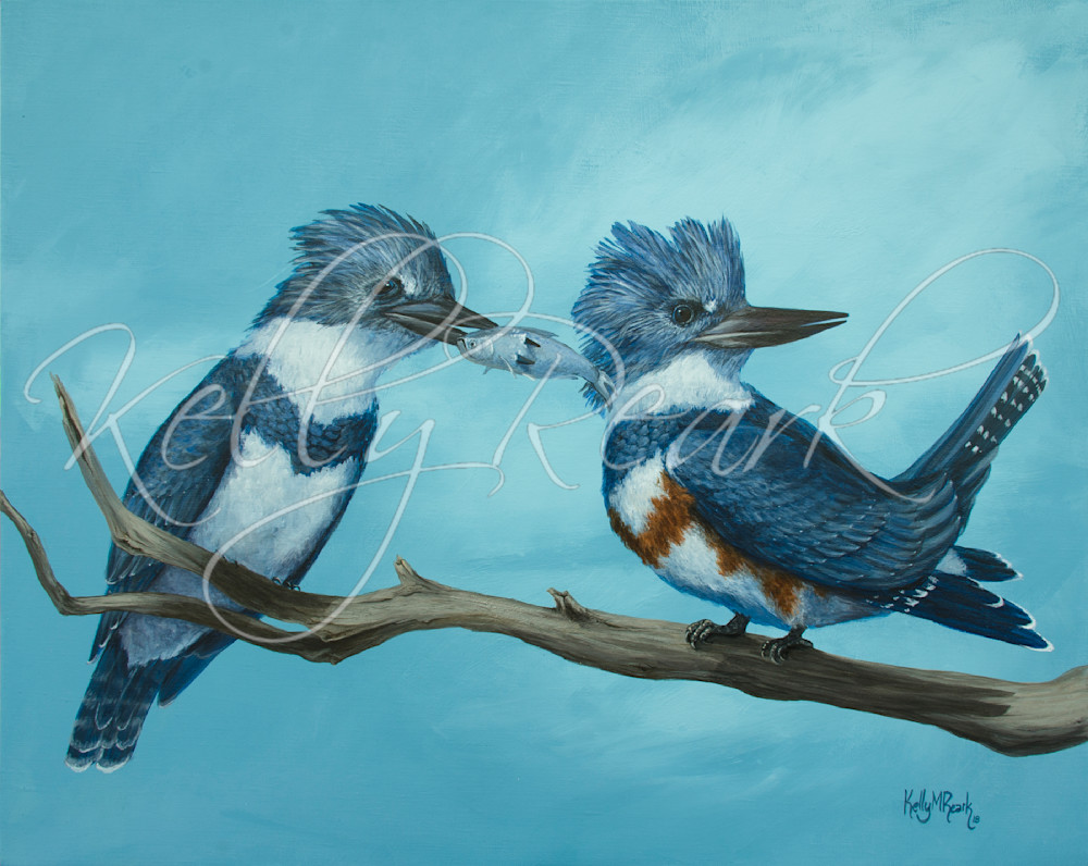 Kingfisher pair mates art by Kelly Reark