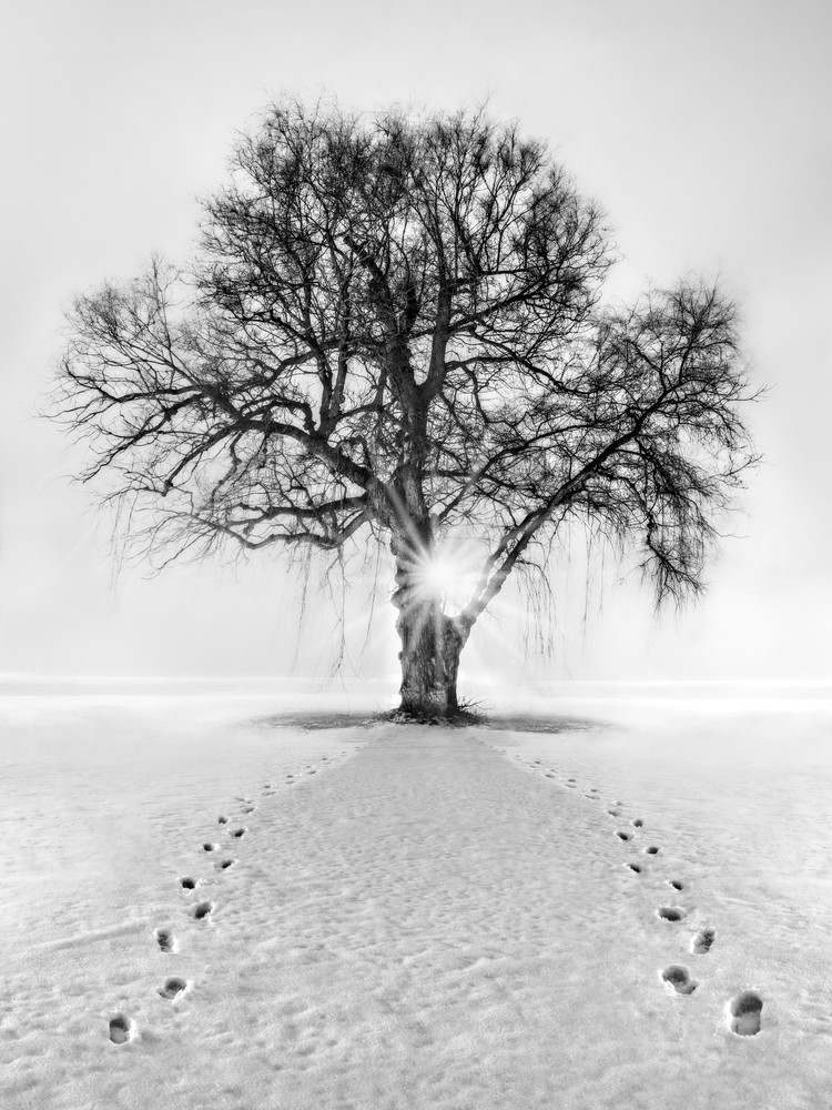 Meet Me Behind The Kissing Tree Photography Art | Trevor Pottelberg Photography Meet Me Behind The Kissing Tree Photography Art | Trevor Pottelberg Photography