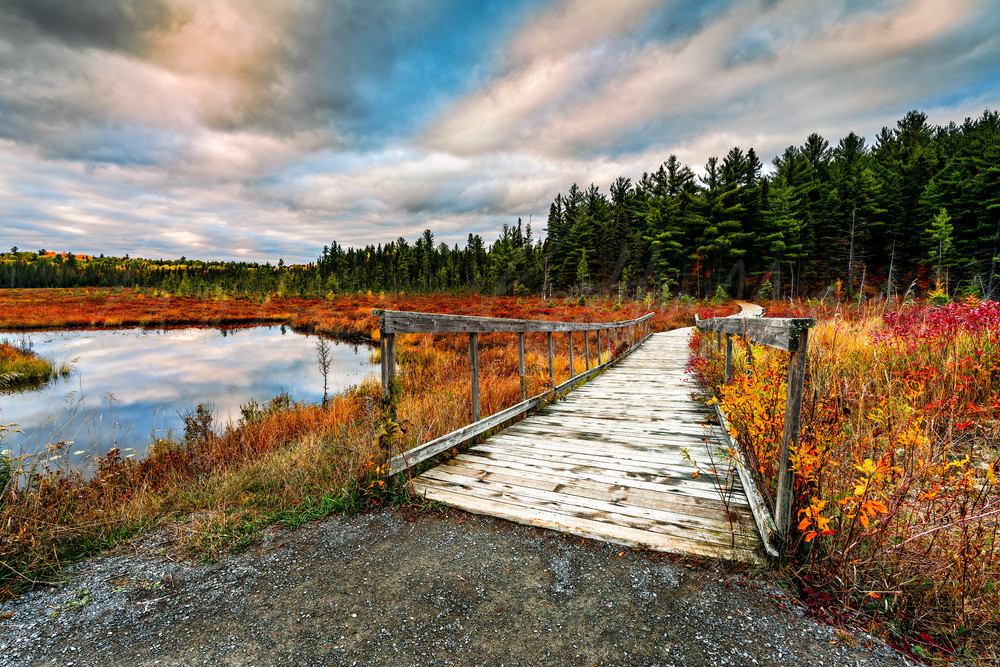 Algonquin Delight Photography Art | Trevor Pottelberg Photography Algonquin Delight Photography Art | Trevor Pottelberg Photography