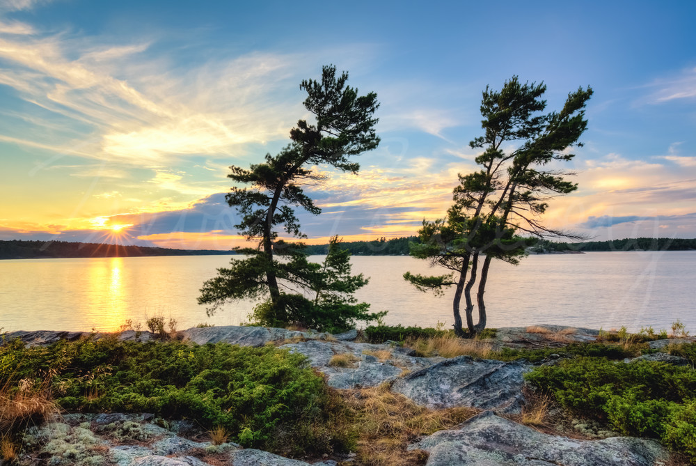Sunset Pines Photography Art | Trevor Pottelberg Photography Sunset Pines Photography Art | Trevor Pottelberg Photography