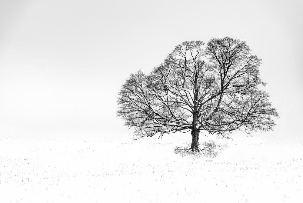 Art In Nature Photography Art | Trevor Pottelberg Photography Art In Nature Photography Art | Trevor Pottelberg Photography