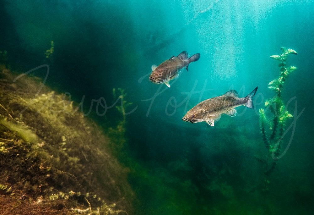 Waiting For The Drop Photography Art | Trevor Pottelberg Photography Waiting For The Drop Photography Art | Trevor Pottelberg Photography