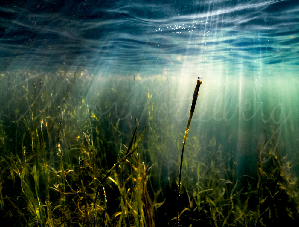 Where Bubbles Are Made Photography Art | Trevor Pottelberg Photography Where Bubbles Are Made Photography Art | Trevor Pottelberg Photography