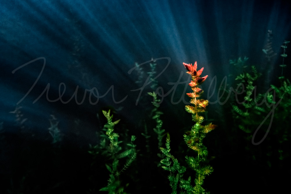 Under The Sea Photography Art | Trevor Pottelberg Photography Under The Sea Photography Art | Trevor Pottelberg Photography