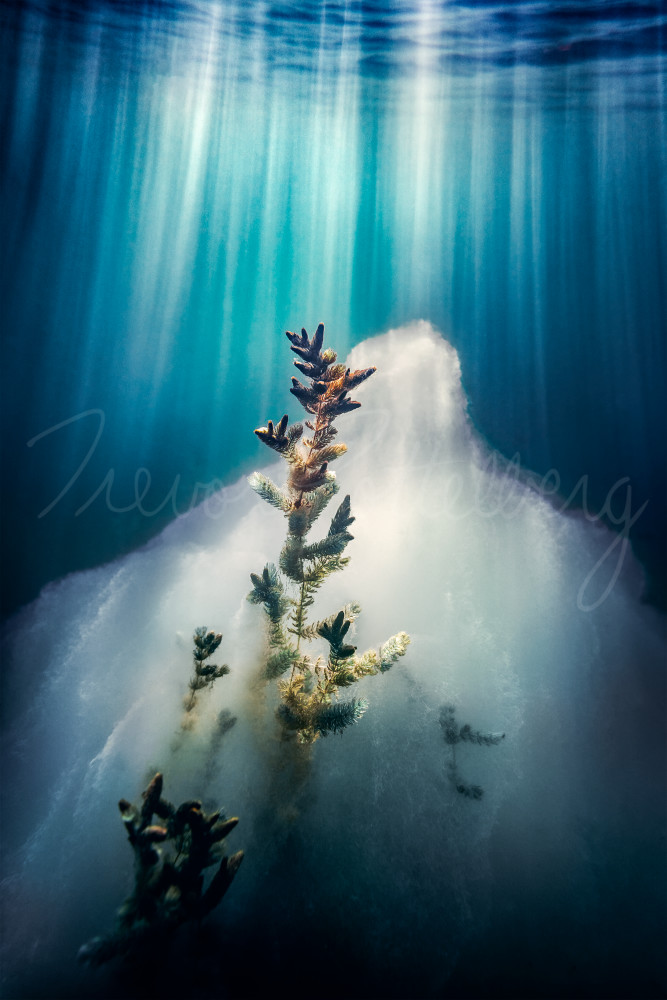 Out Of The Bloom Photography Art | Trevor Pottelberg Photography Out Of The Bloom Photography Art | Trevor Pottelberg Photography
