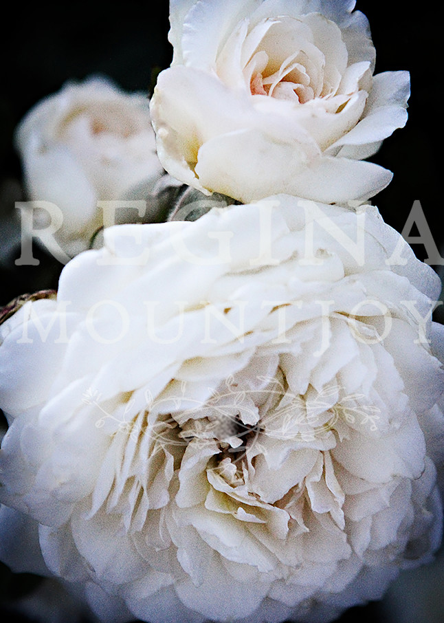 Old World Charm Roses