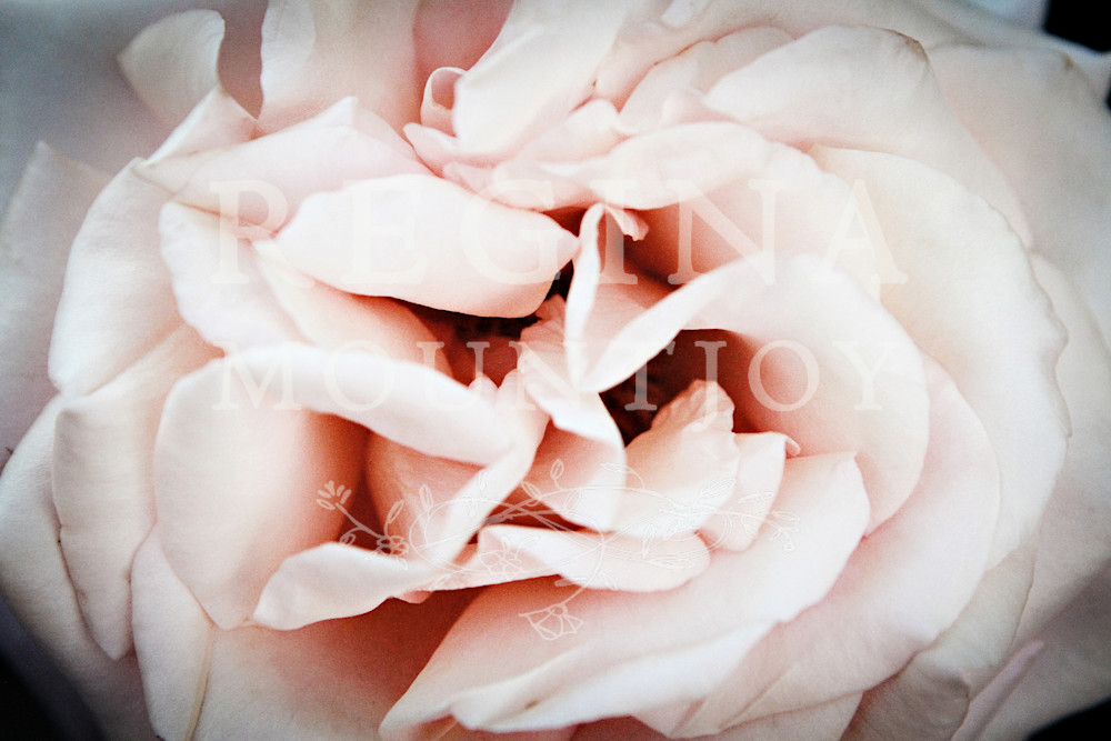 Enfold Rose