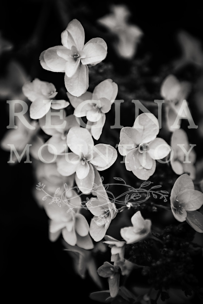 Harmony Hydrangea Harmony Hydrangea