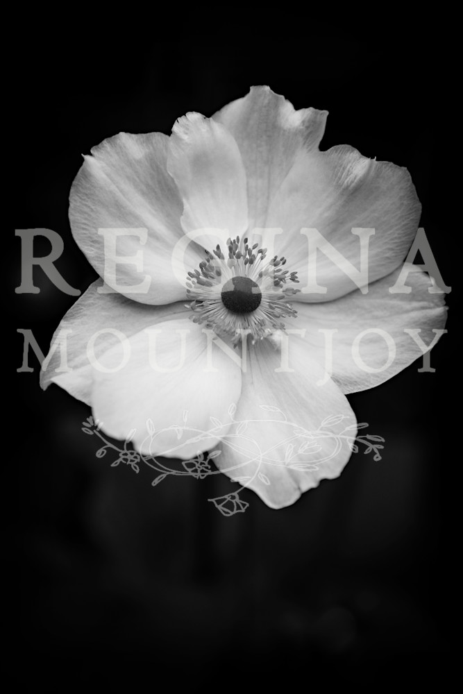 Saint Teresa Anemone Saint Teresa Anemone