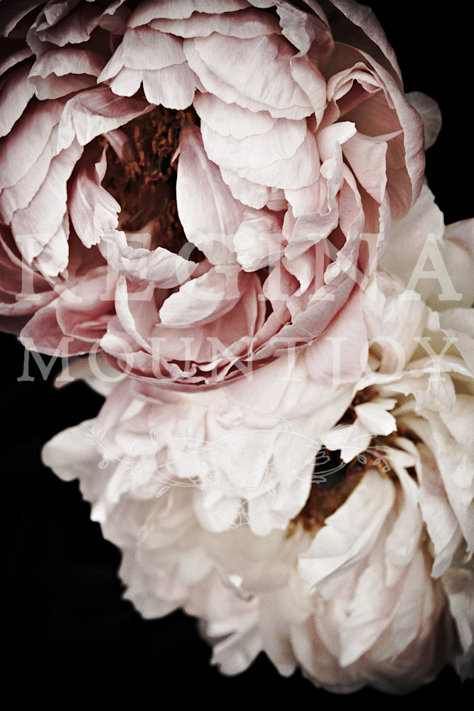 Sweet Dreams Peonies