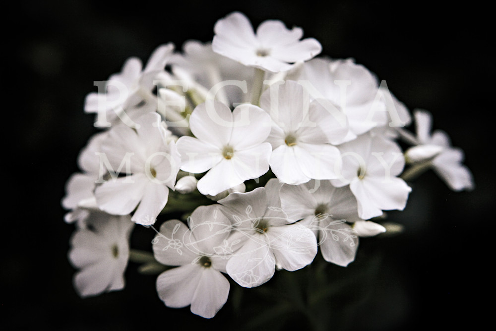 Pearly Posies