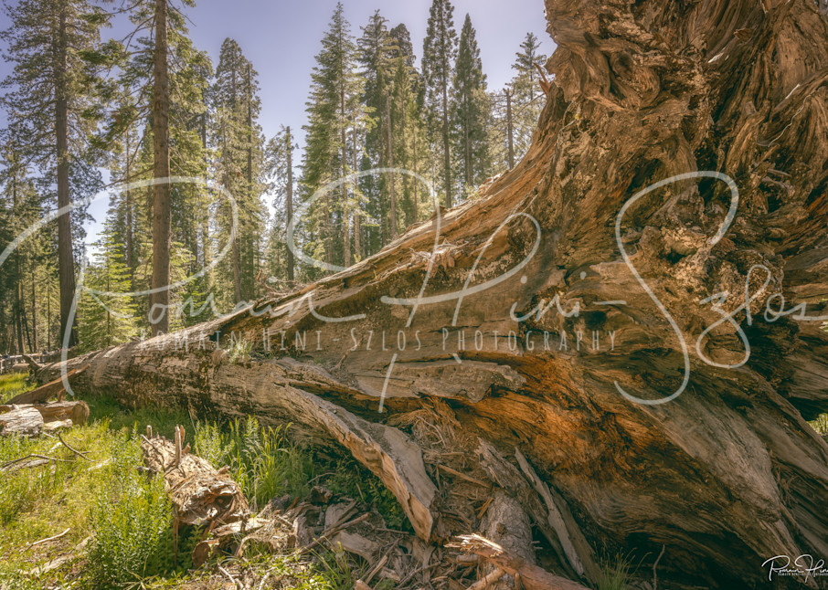 Yosemite: Mariposa Grove Photography Art | RHS Gallery