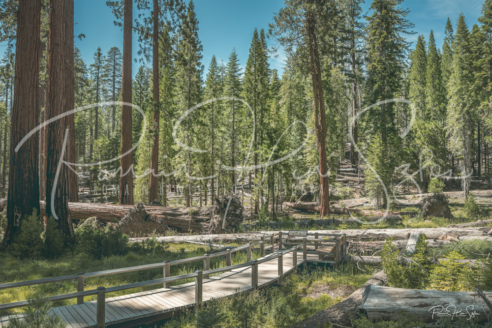 Yosemite: Mariposa Grove Photography Art | RHS Gallery