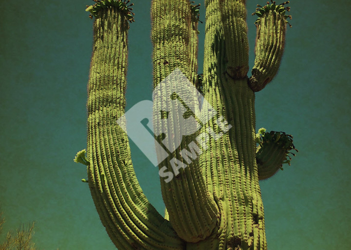 Saguaro1