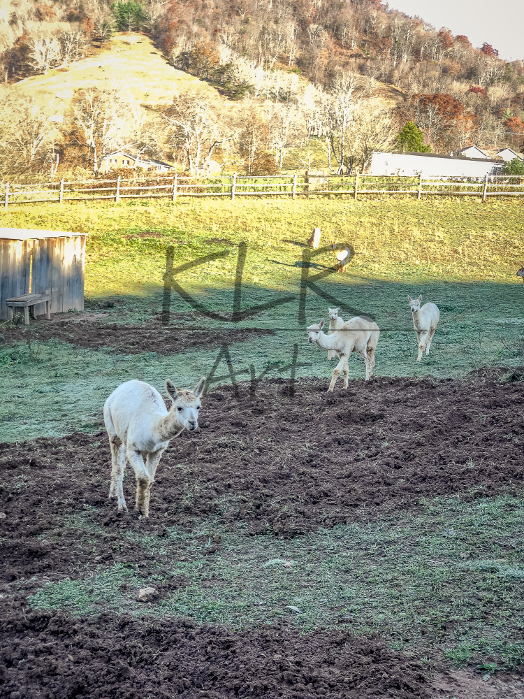 Gaf Animals 03 Alpacas Wet Morning Art | KLR ART Gaf Animals 03 Alpacas Wet Morning Art | KLR ART