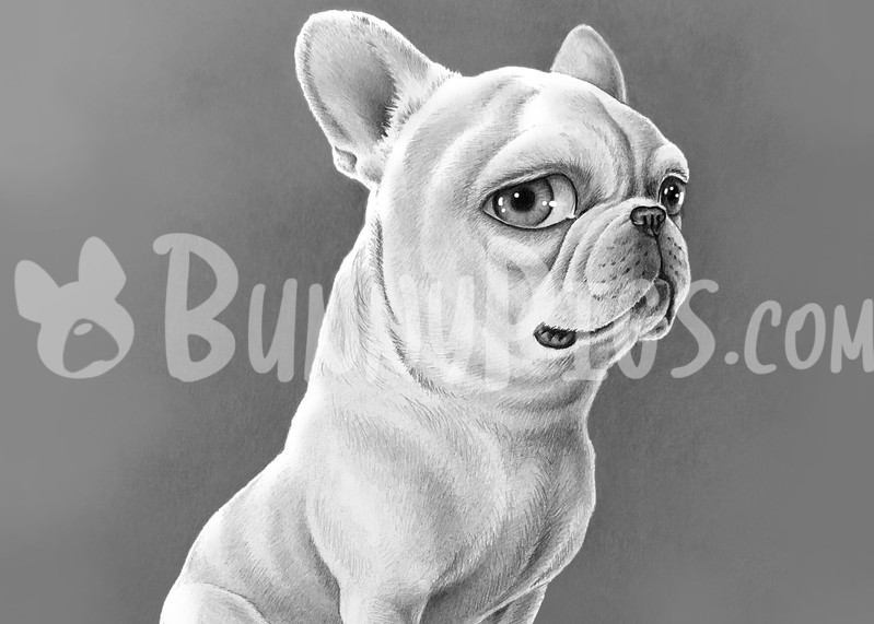 Fletch The Frenchie Art | BunnyPigs