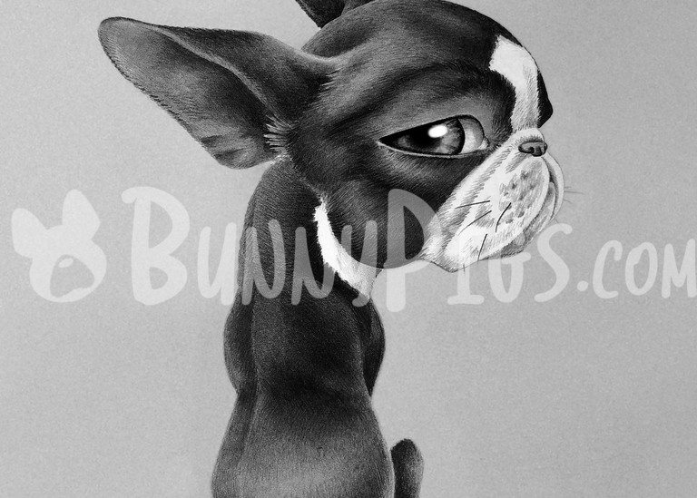 Side Eye Sour Art | BunnyPigs
