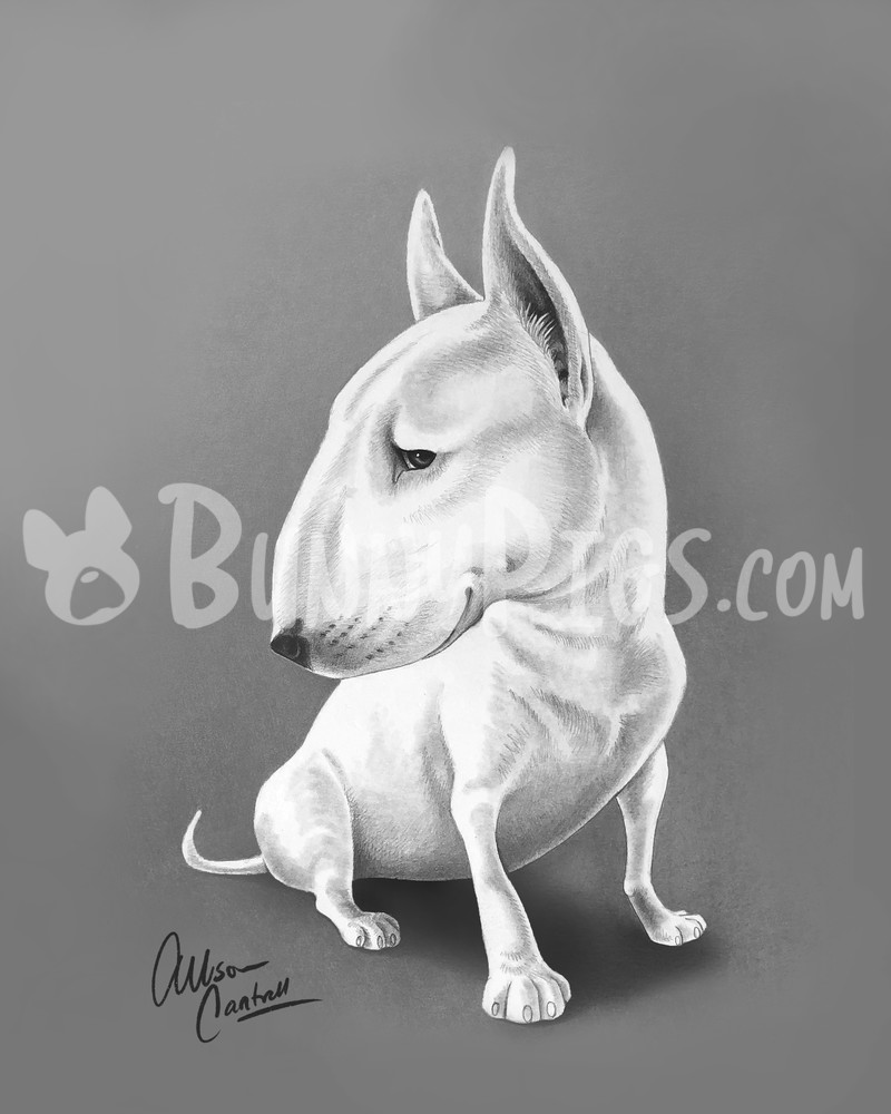 Ebby The Bull Terrier Art | BunnyPigs