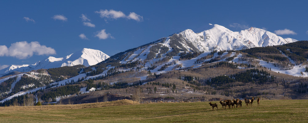 Mountain Light Images, Elk graze in front of HIghlands and Butermilk ski areas. Spring winter snow blue sky