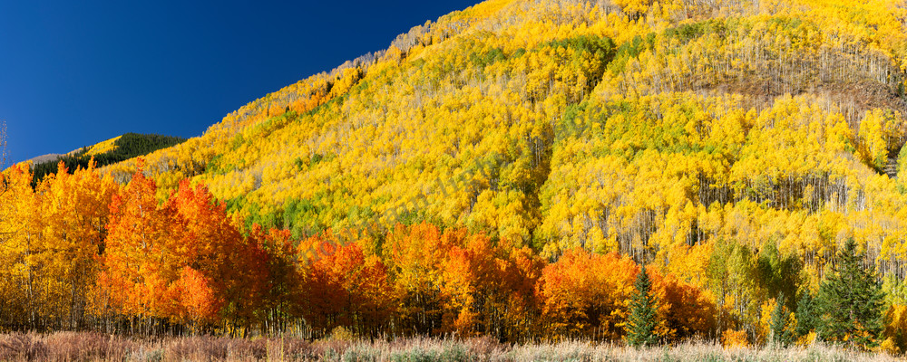 Mountain Light Images, fall color Castle Creek Road Aspen yellow red orange trees brilliant
