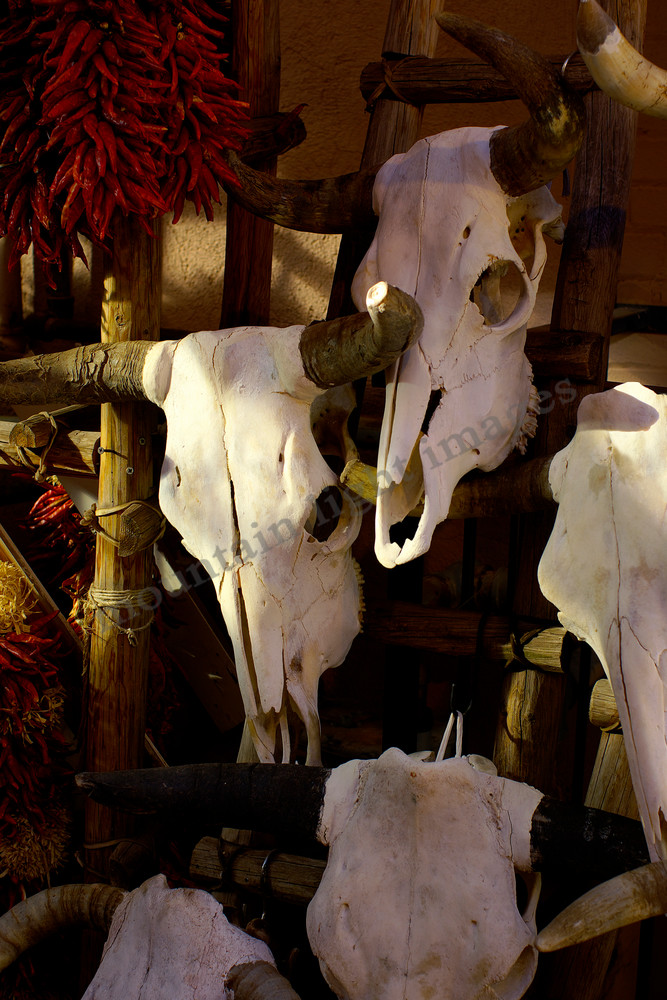 mountain light images cow skulls drying on a rack in a taos new mexico back alley