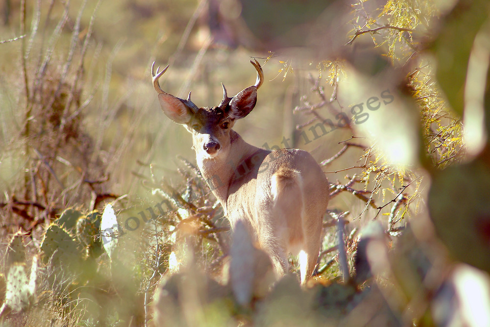 mountain light images in the hills of tucson this mule deer buck keeps an eye on my through the cactus of the desert