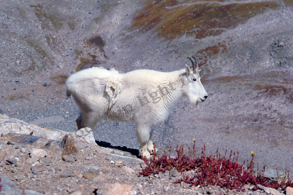 mountain light images mountain goat ram on torreys peak, a 14er in Colorado outside denver in the rocky mountains