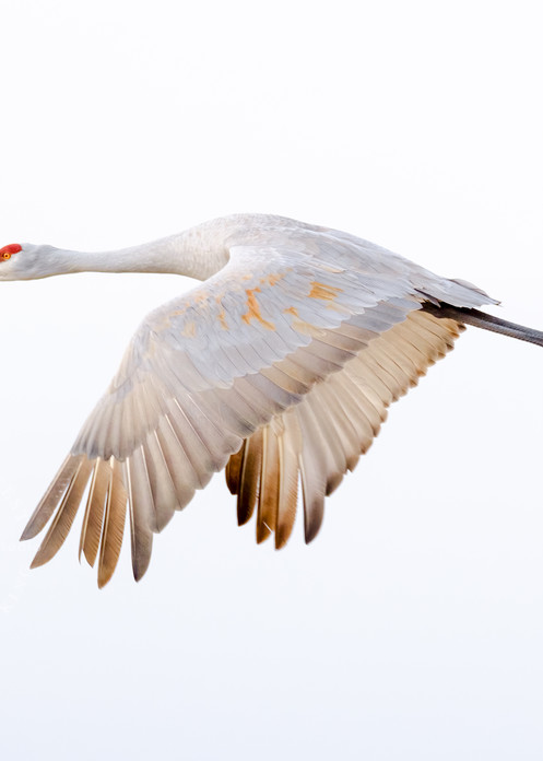 Wonder Flight  : Solitary Sandhill Crane