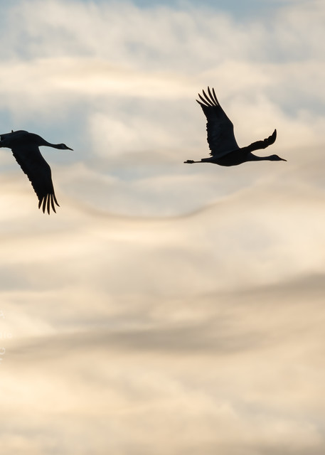 We Are the Sky : Sandhill Cranes Over the Bosque