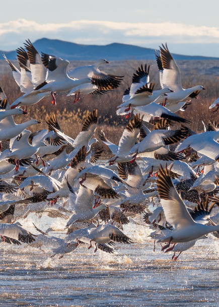 Snow Geese Afternoon Blast-Off : Bosque del Apache Wildlife Refuge