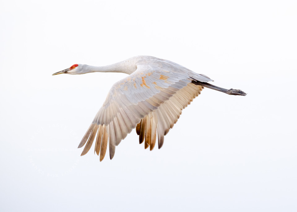 Wonder Flight  : Solitary Sandhill Crane