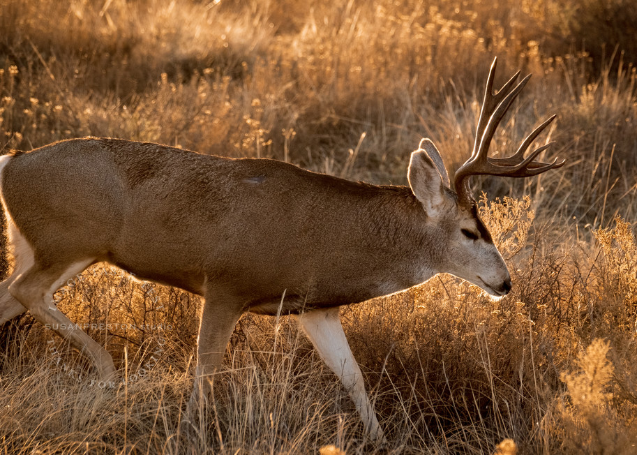 Mule Deer Traversing the Edge of Wonder : Mule Deer in Bosque del Apache