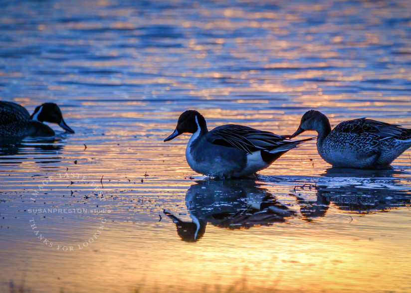 Magical Morning Ducks : Photographs for sale