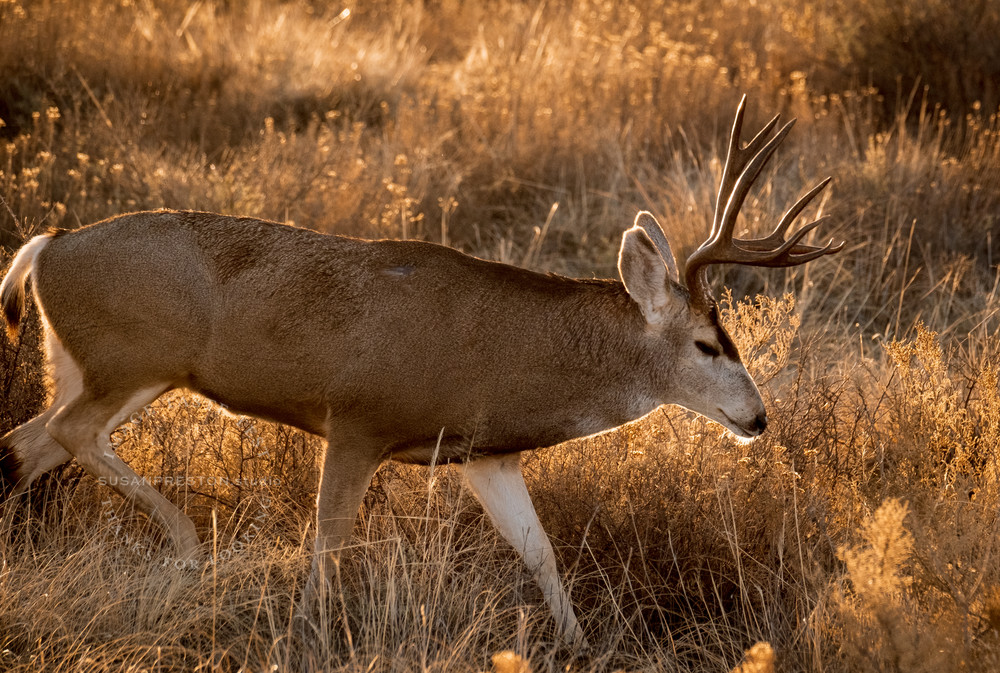 Mule Deer Traversing the Edge of Wonder : Mule Deer in Bosque del Apache